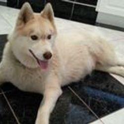 I CANT WAIT FOR PUPS!!!!!!!!!'s cover