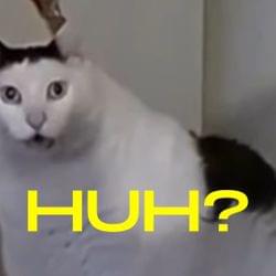 Who? Why? What? HOW?'s cover