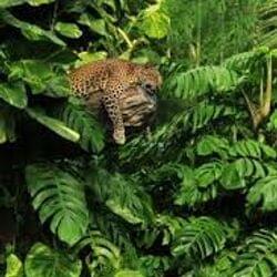 The Jungle Life's cover