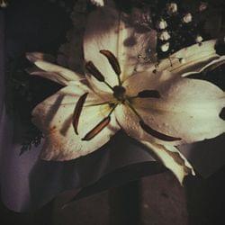 ℙ𝕝𝕦𝕥ô𝕥 𝕞𝕠𝕦𝕣𝕚𝕣's cover