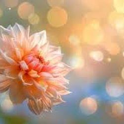 Dahlias party hard 's cover