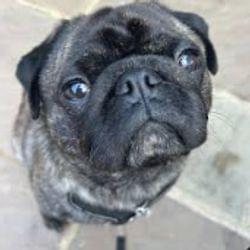 Whispering Melodies's cover